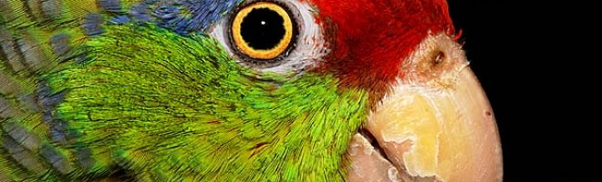 Глаз попугая, который внимательно следит за соблюдением банковского договора.
