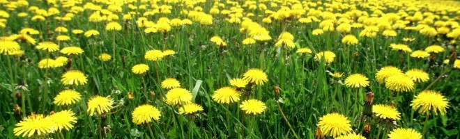 Летняя поляна с цветами.