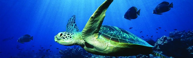 Черепаха, плывущая в океане, надежно защищена от долгов перед банками.