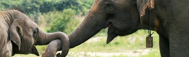 Слоник со слонихой символизируют дружбу между заемщиком и кредитором на бирже кредитов.